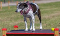 Animal training equipment