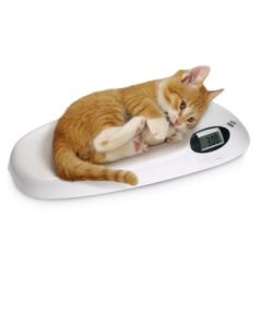 veterinary-scale-capacity-20-kg-h860_04