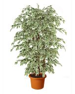 artificial-ficus-silver-h9302