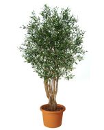 artificial-plant-olive-malabar-h9304