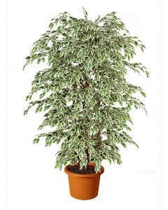 artificial-ficus-silver-h9302