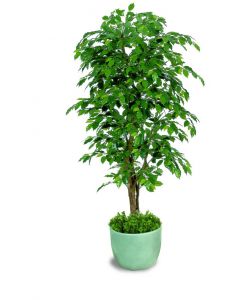 ficus-benjamin-almora-pianta-artificiale-h9301