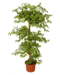 artificial-plant-maple-multistep-h9306