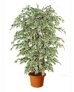 artificial-ficus-silver-h9302