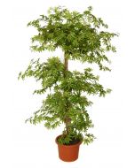 artificial-plant-maple-multistep-h9306