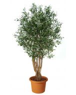 artificial-plant-olive-malabar-h9304
